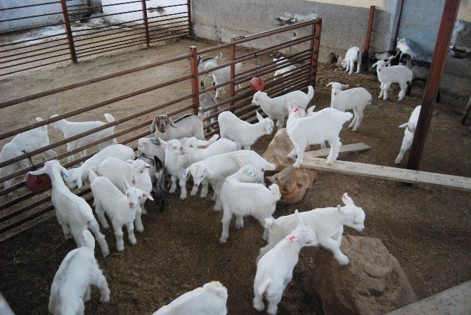 Enerji Üreten Doğa Dostu Çiftlik
