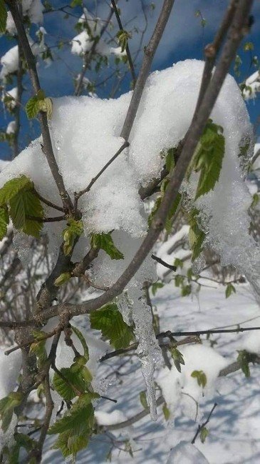 Fındıkta Zirai Don Tehlikesi