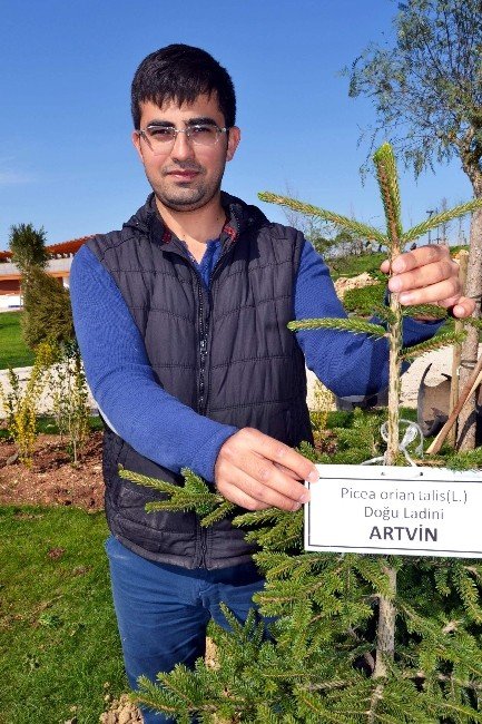 81 İlin Sembol Ağaçları Antalya’da Buluştu