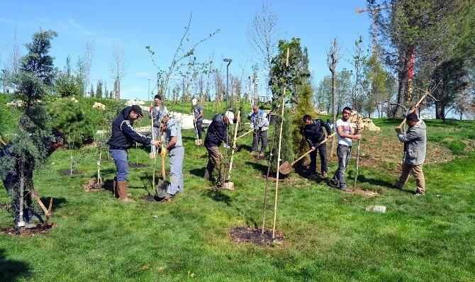 81 İlin Sembol Ağaçları Antalya’da Buluştu