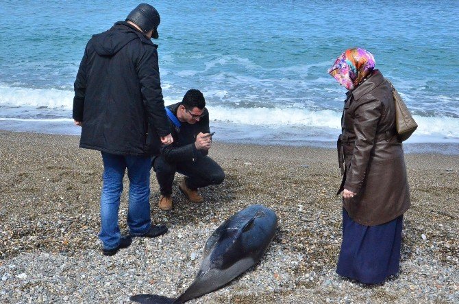 Kafası Olmayan Yunus Balığı Karaya Vurdu