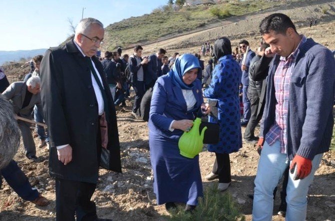 Tokat’ta Şehitler Hatıra Ormanı