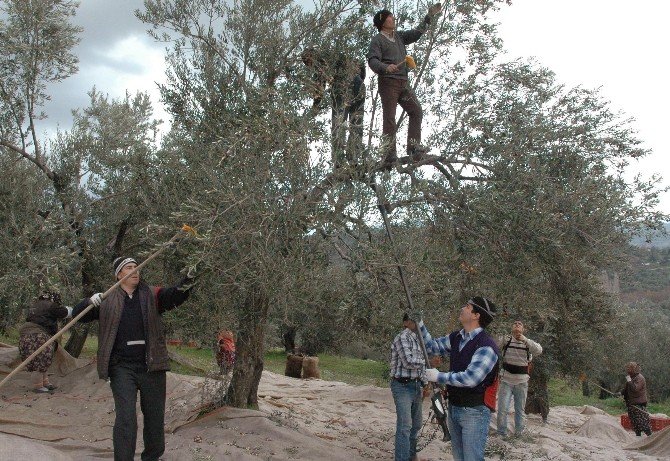 Balıkesir’de Alımların Durması Zeytinyağı Üreticisini Vurdu