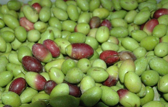 Balıkesir’de Alımların Durması Zeytinyağı Üreticisini Vurdu
