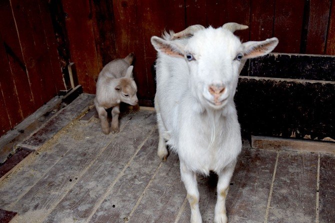 Giresun’un Yeni Maskotu ’Fındık’ İle ’Kiraz’