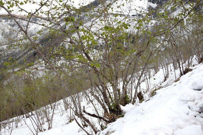 Üreticinin Umudu “Fındık