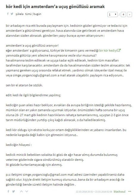 İşkence Edilen Kedinin Hollanda’da Tedavisi İçin Refakatçı Arıyor