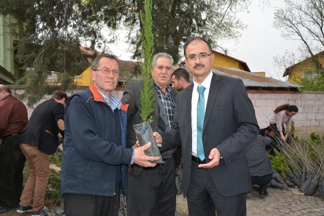 Bafra’da 2 Bin Fidan Dağıtıldı