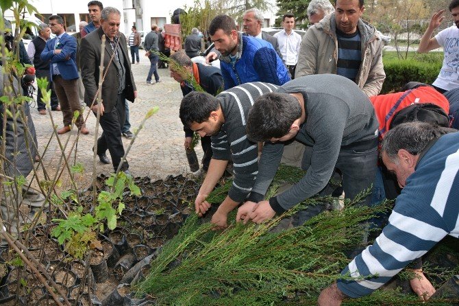 Bafra’da 2 Bin Fidan Dağıtıldı