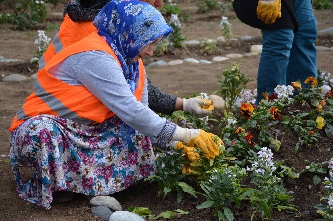 Görele Belediyesi Rengarenk Çiçekleri Toprakla Buluşturuyor