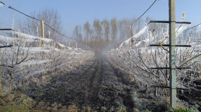 Kırağı Meyvede Yüzde 35 Zarara Yol Açtı