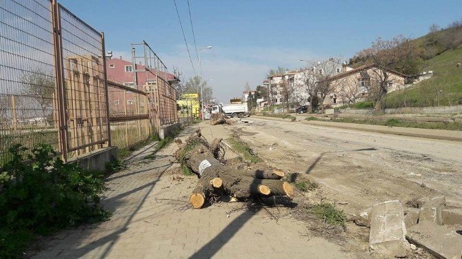 Tema, Ağaç Kesimine Tepki Gösterdi