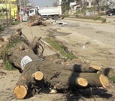Tema, Ağaç Kesimine Tepki Gösterdi