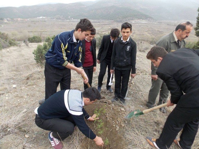 Kargı Metem Öğrencileri Fidan Dikti