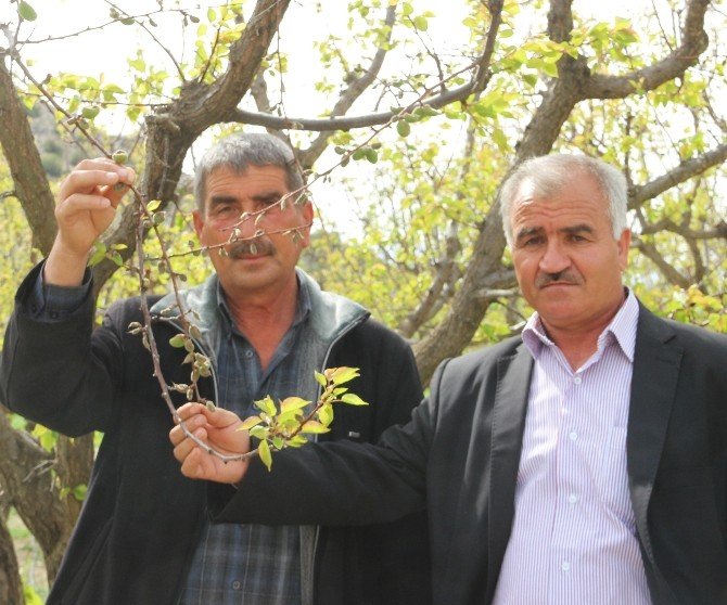 Mut’ta Kayısıyı Don Vurdu