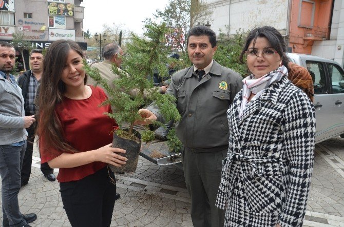 Fatsa’da 5 Bin Fidan 15 Dakika İçinde Tükendi
