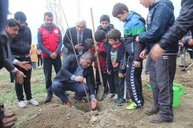 Amasyalı Gençler 600 Fidan Dikti