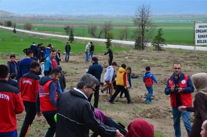 Amasyalı Gençler 600 Fidan Dikti