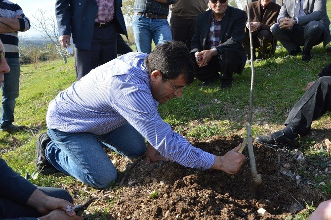 Niksarlı Ceviz Üreticilerine Budama Eğitimi