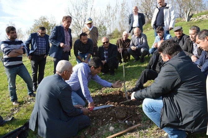 Niksarlı Ceviz Üreticilerine Budama Eğitimi
