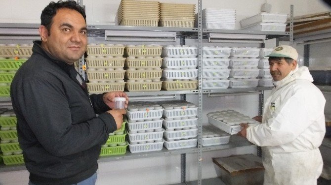 Çam Kese Böcekleri İçin Biyolojik Silah Üretiyorlar