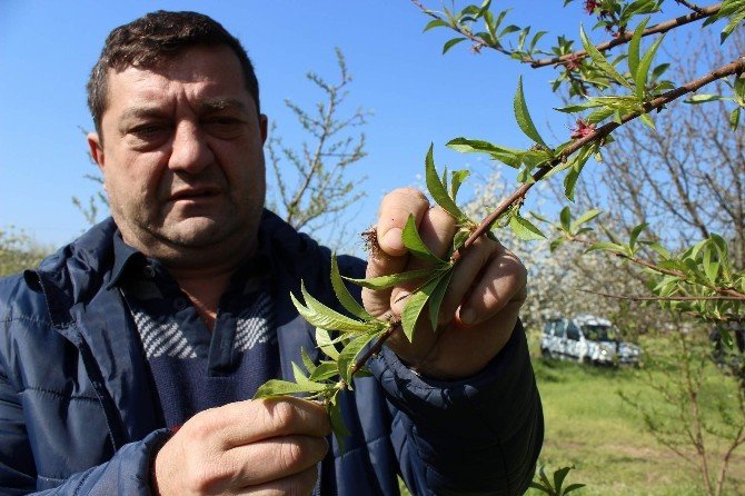 Vatandaş Bu Yıl Yiyecek Şeftali Bulamayacak