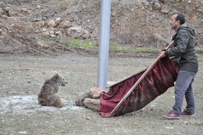 Çaya Düşen Yavru Ayıyı Vatandaşlar Kurtardı