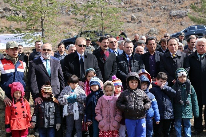 Cebeli Köyüne 10 Bin Fidanlık Yeni Orman