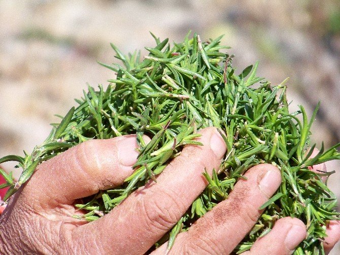 Amanoslar’da Kekik Zamanı