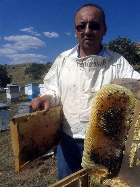 Arıcılar Yeni Sezona Kayıpsız Başladı