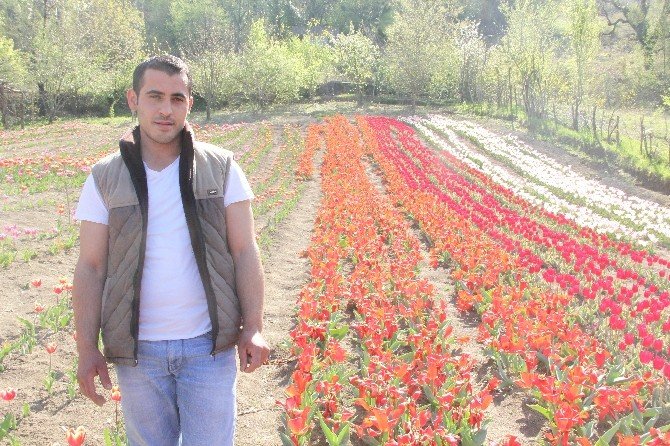 Bartın’da Lale Devri