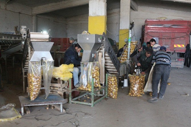 Depoda Kalan Patatesler 5 Ülkeye İhraacat Ediliyor