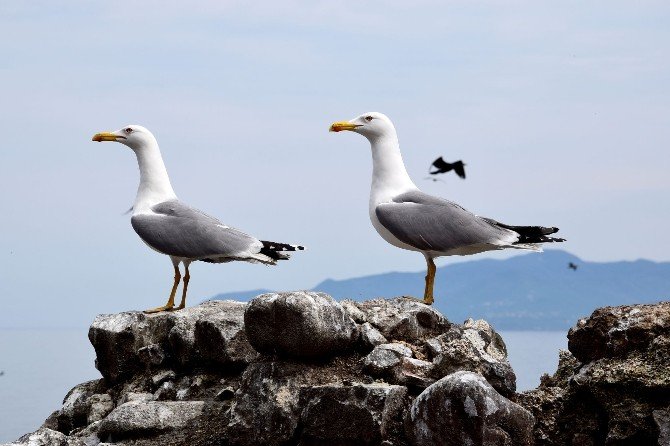 Binlerce Kuş Giresun Adası’na Yuva Yaptı