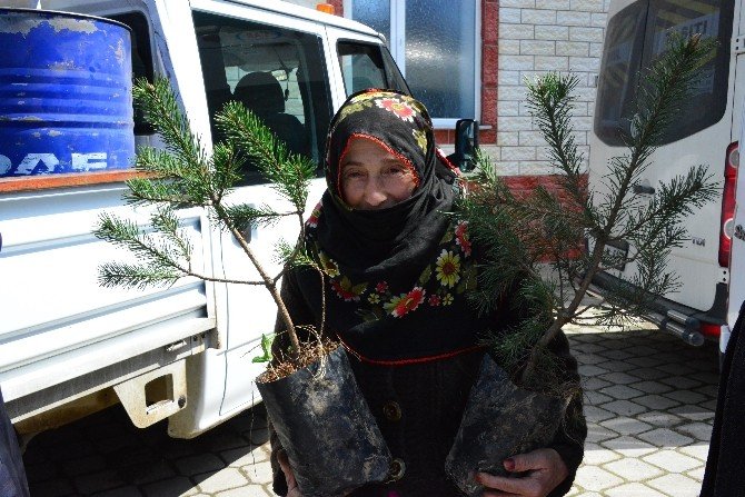 Ünye’de Binlerce Fidan Dağıtıldı