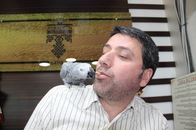 Sur’da Psikolojisi Bozulan Papağan İyileşiyor