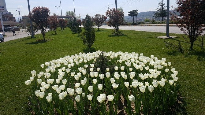 Çaycuma’da Lale Devri