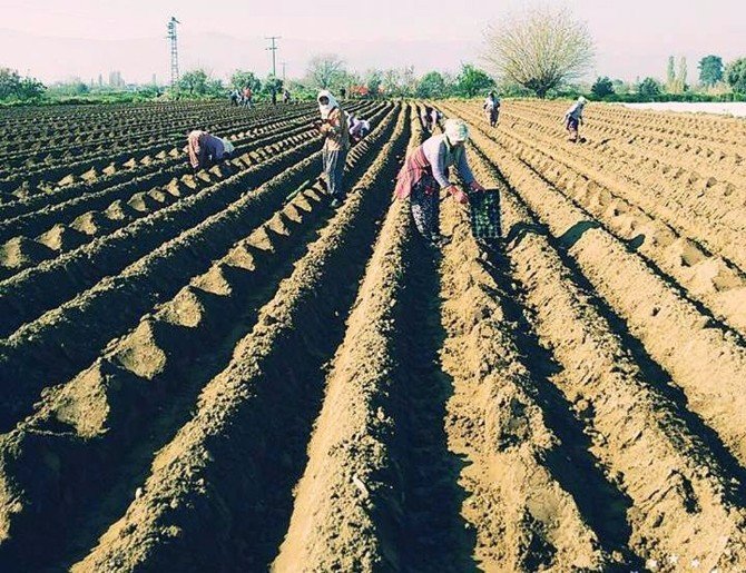Karpuz Üreticisi Yeni Sezondan Umutlu
