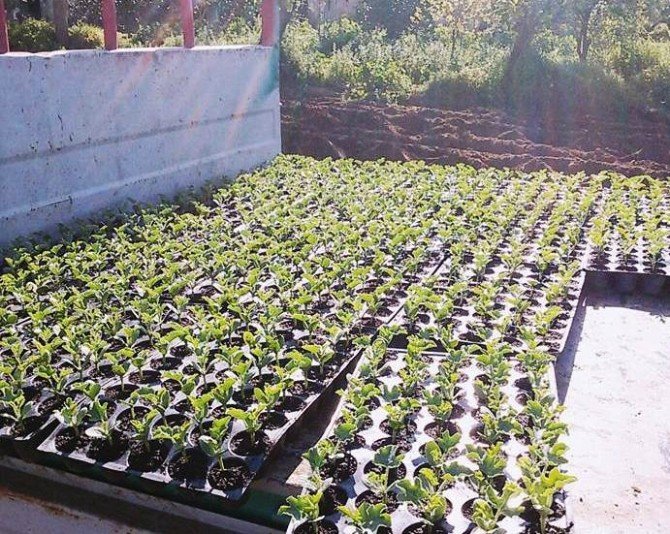 Karpuz Üreticisi Yeni Sezondan Umutlu