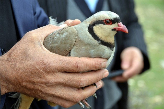 Avcıların Yakaladığı Kekliği 2 Koli Yumurtayla Takas Edip, Doğaya Bıraktılar