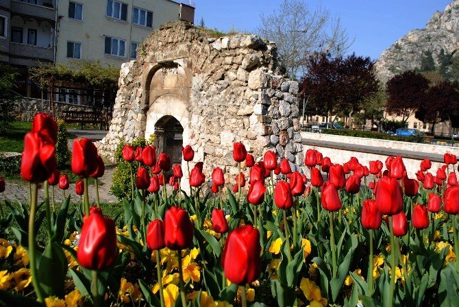 Amasya’da 60 Bin Lale Açtı
