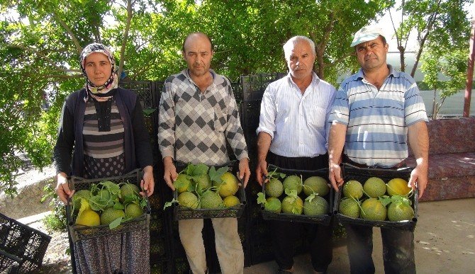 Mersin’de Kavun Hasadı Başladı