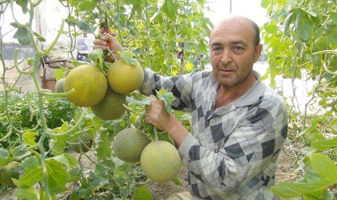 Mersin’de Kavun Hasadı Başladı