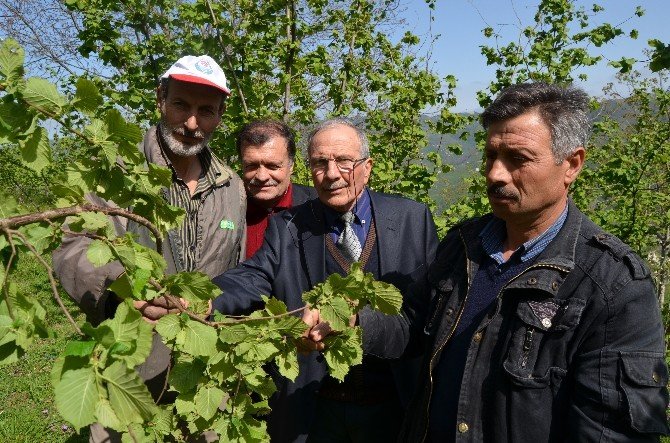 Fındık Üreticileri 10 Yıldır Alamadıkları Ürün Bedelleri İçin Fiskobirlik’e Karşı Hukuk Mücadelesini Sürdürüyor