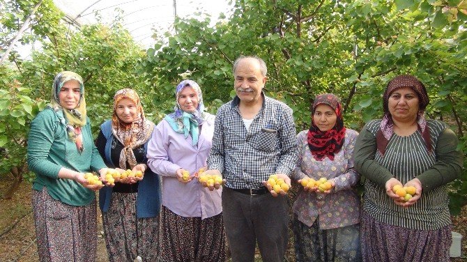 Türkiye’nin İlk Kayısı Hasadı Mersin’de Yapıldı