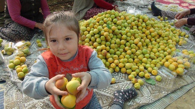 Türkiye’nin İlk Kayısı Hasadı Mersin’de Yapıldı