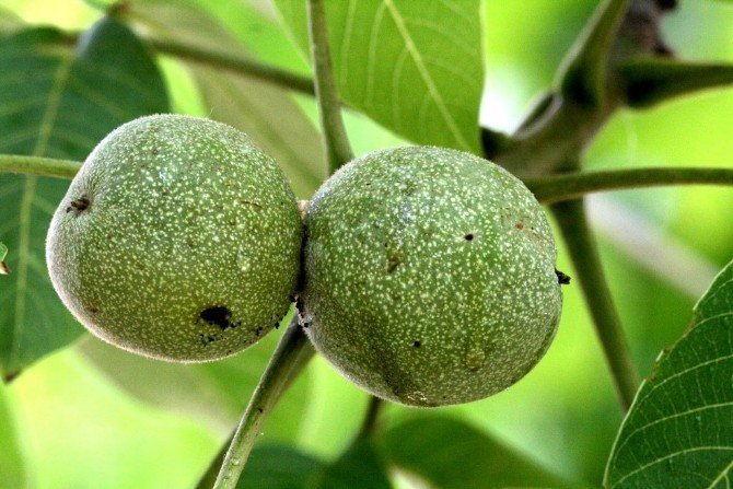 Ordu’da Ceviz Ormanları Kuruluyor