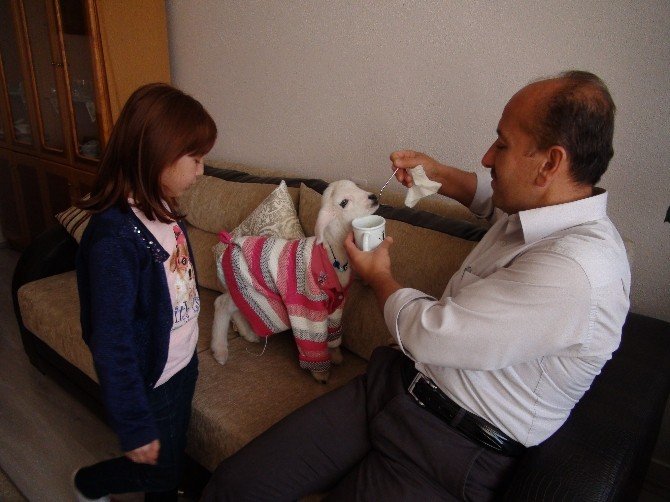 Yıkılmaz Ailesinin Ana Kuzusu