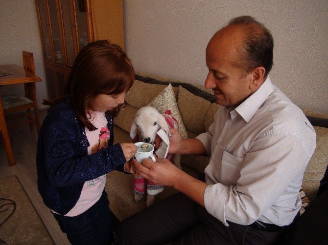 Yıkılmaz Ailesinin Ana Kuzusu