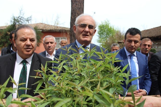 Büyükşehir Belediyesi’nden 25 Bin Şeftali Anacı Dağıtımı