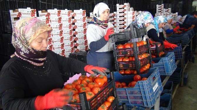 Mersin’den Irak’a Domates İhracatı Başladı